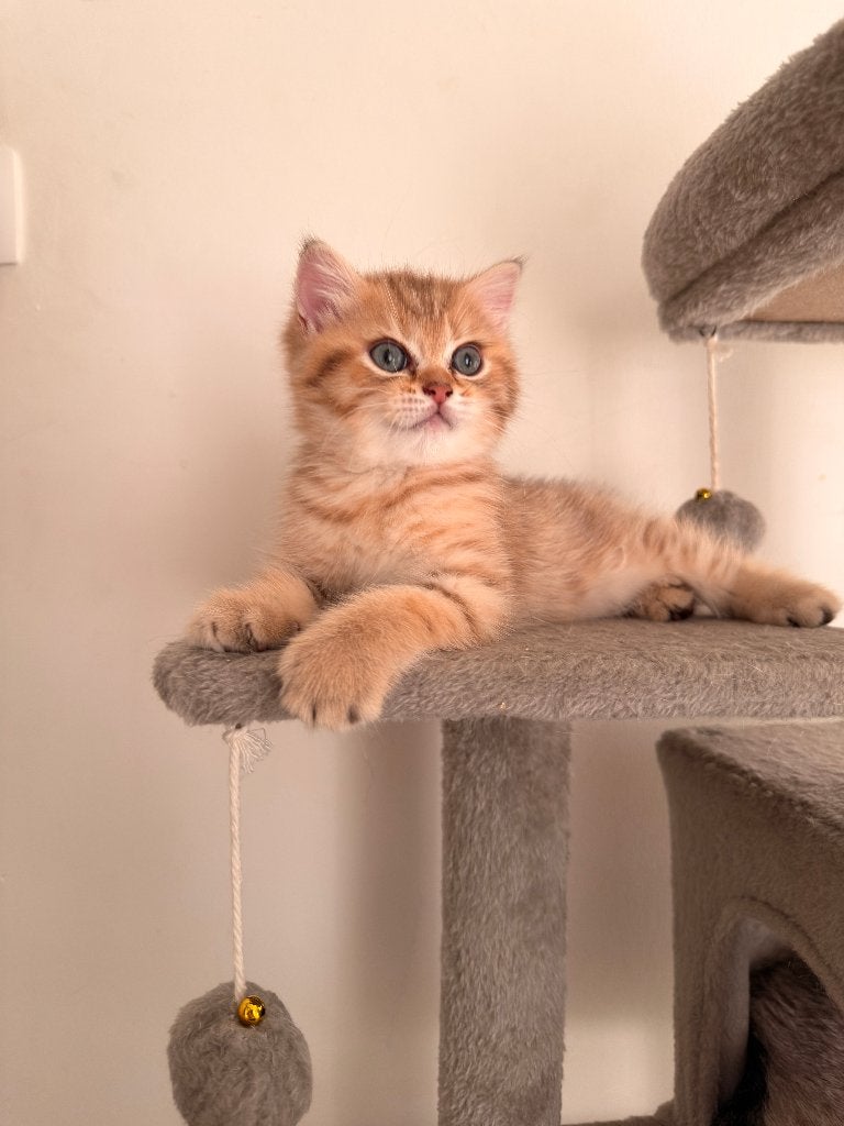 Britse Korthaar kittens – 2 beschikbaar, 2 gereserveerd, Dieren en Toebehoren, Meerdere dieren, 0 tot 2 jaar