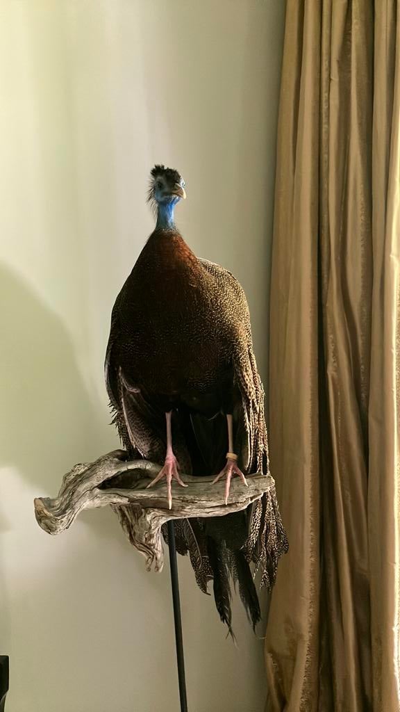 Argus fazant, Verzamelen, Ophalen of Verzenden, Nieuw, Vogel, Opgezet dier