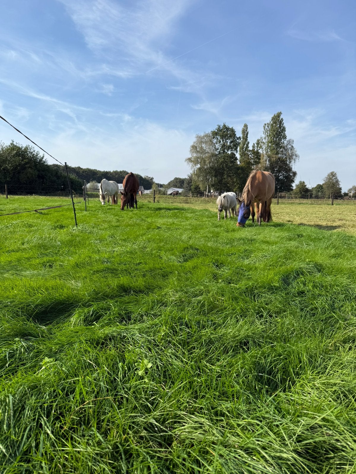 Hattem: plek voor sociale merrie(s) of ruin(en) 24/7 buiten, Dieren en Toebehoren, Stalling