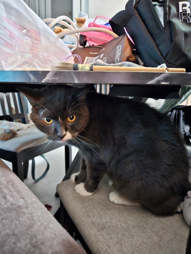 Britse korthaar kater gemixt met huis tuin en keuken kat, Kater, Ontwormd, 6 jaar of ouder