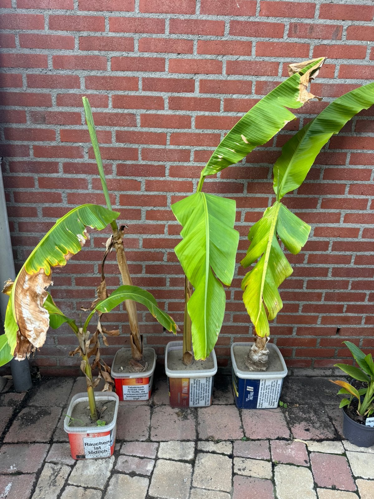Musa Basjoo bananenplanten, Volle zon, Vaste plant, Zomer, Ophalen