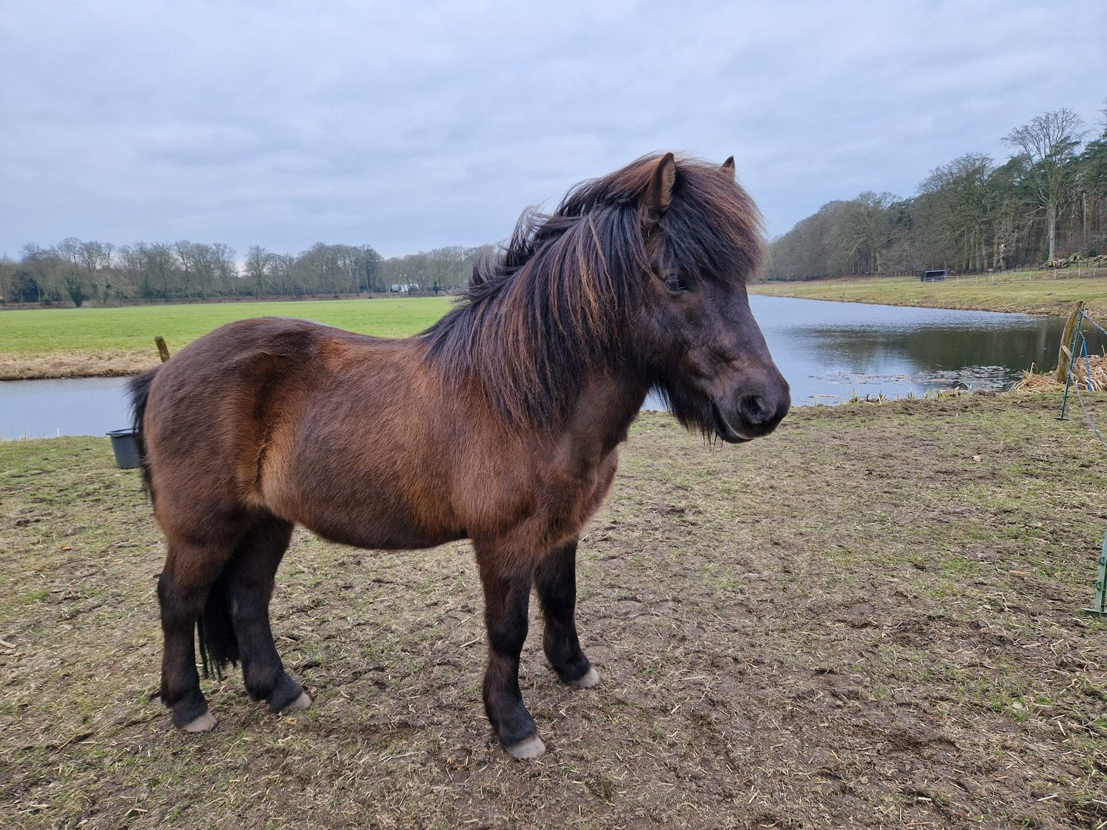 Bijrijder gezocht, Dieren en Toebehoren, Ophalen of Verzenden