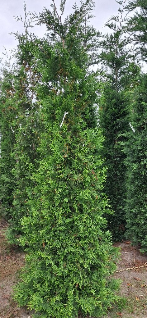 hele groteThuja Brabant haagconiferen 300 cm hoog, Ophalen, Conifeer, Haag, 250 cm of meer