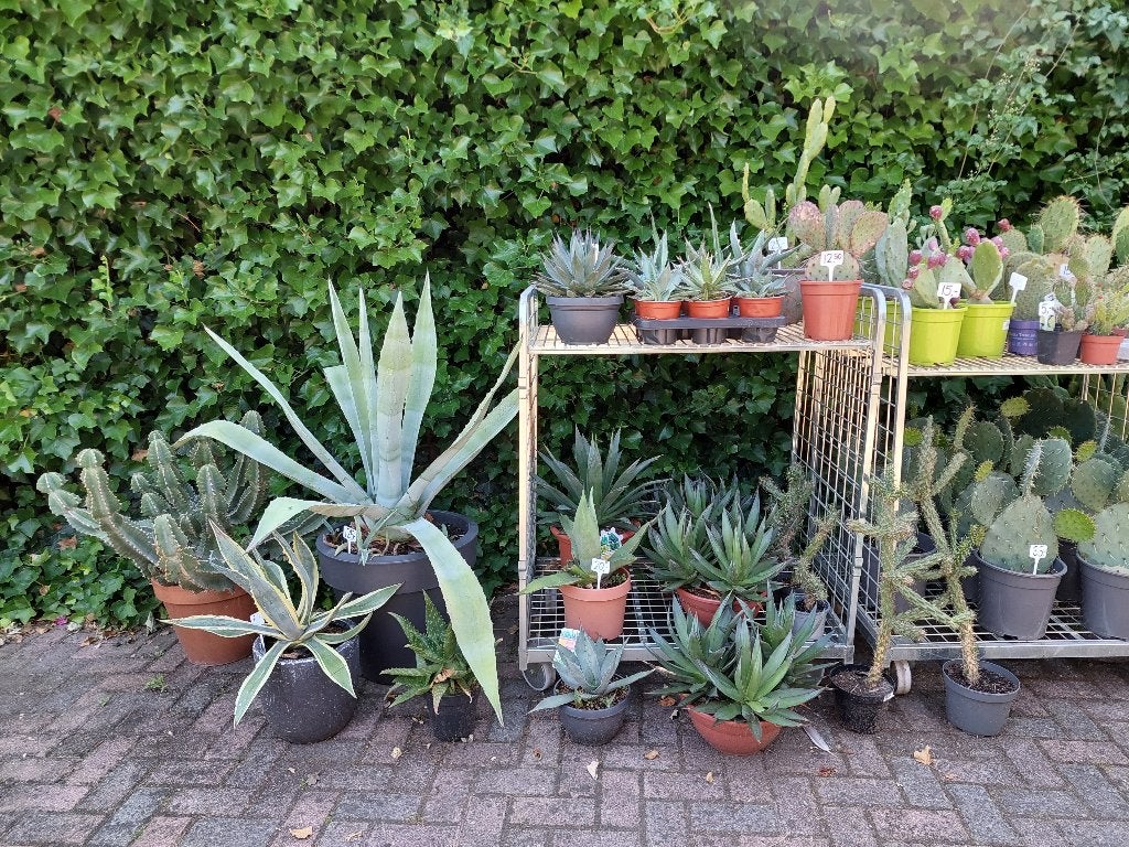 Verschillende Cactussen (groot en klein) - Cactus / Agave, Tuin en Terras, Planten | Tuinplanten, Volle zon, Vaste plant, Zomer
