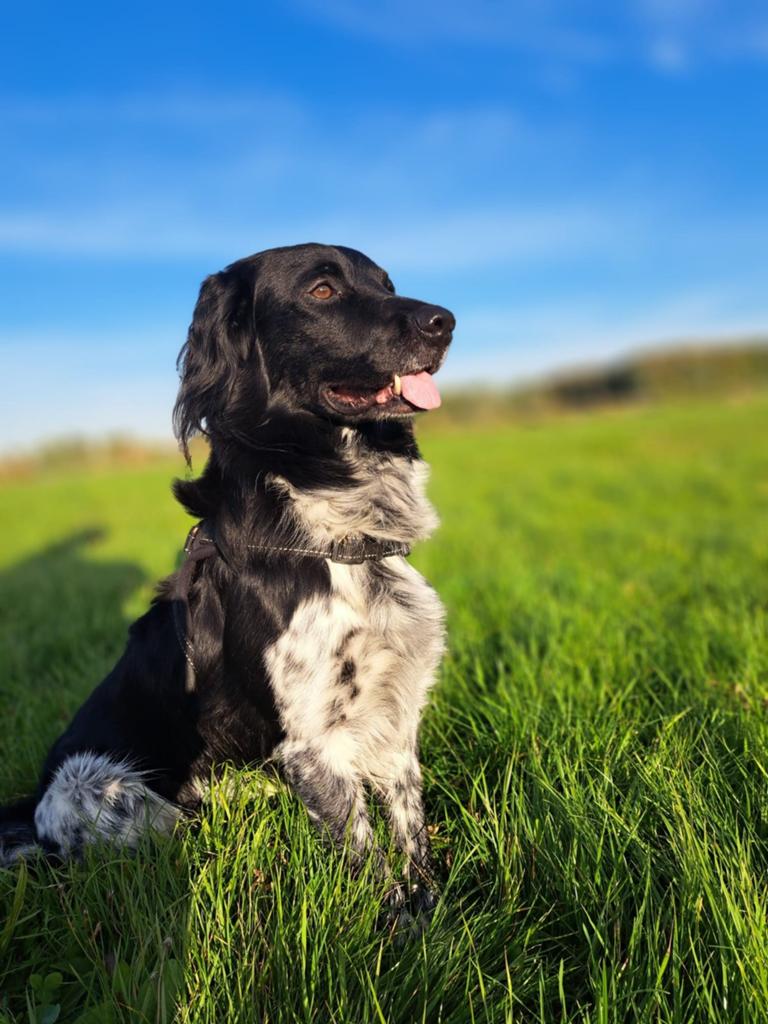 Friese stabij dekreu, Dieren en Toebehoren, 6 jaar of ouder, Reu, Eén hond, Nederland