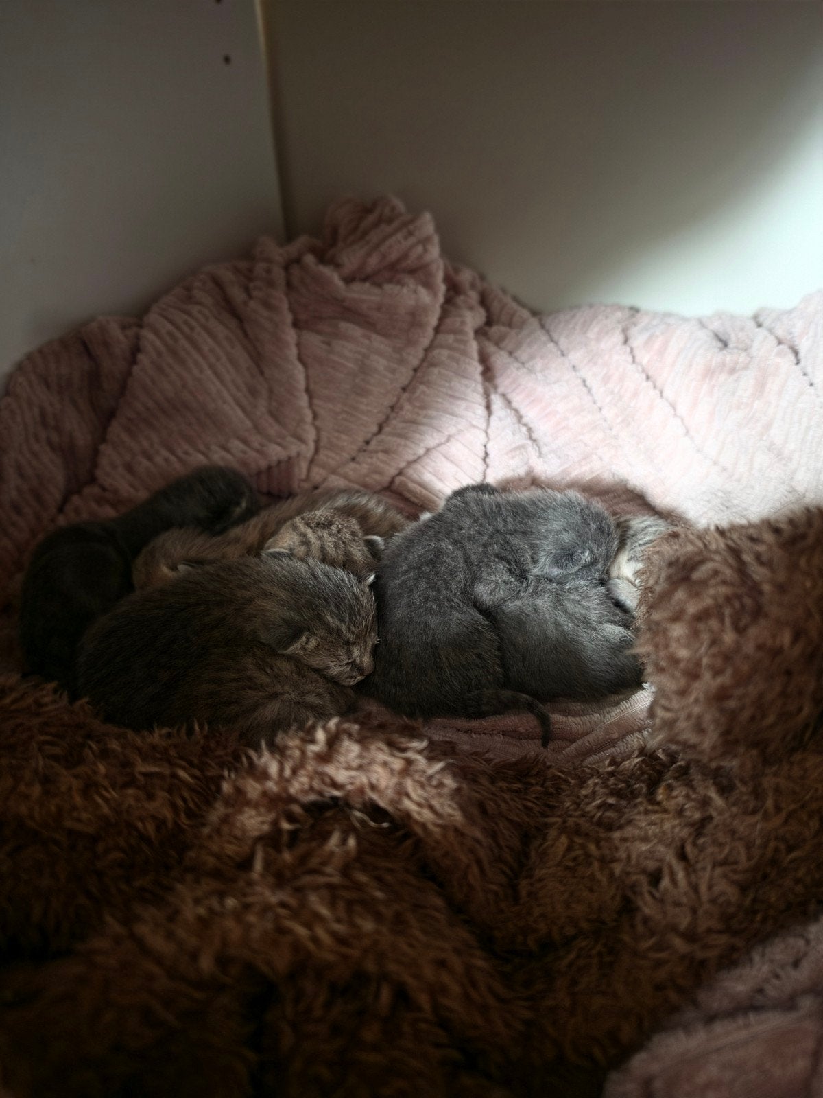 Kittens, Dieren en Toebehoren, Meerdere dieren