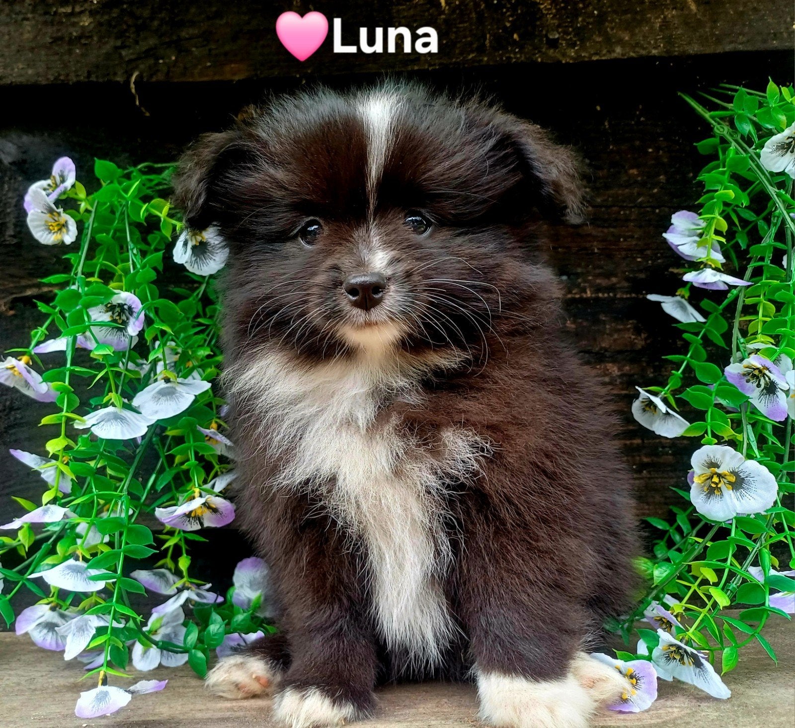 Superleuke dwergkeeshond-kruising pups, Dieren en Toebehoren, Parvo, 8 tot 15 weken, Meerdere, Meerdere dieren