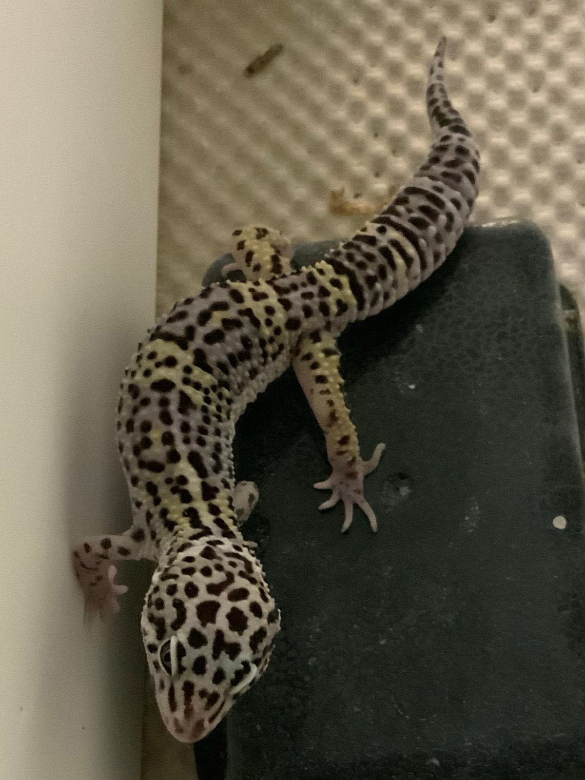 Jonge Leopard gecko Black Night Snow (Mack) Leopard Gecko - unknown for sale from Eindhoven noord