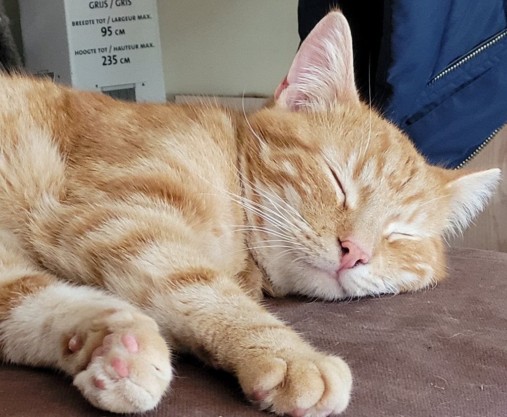 boerderij Katten Gezocht, Geslacht onbekend, Kortharig