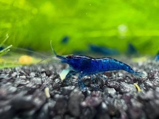 Neocaridina Blue Dream garnalen - Diepblauw van kleur, Kreeft, Krab of Garnaal, Zoetwatervis