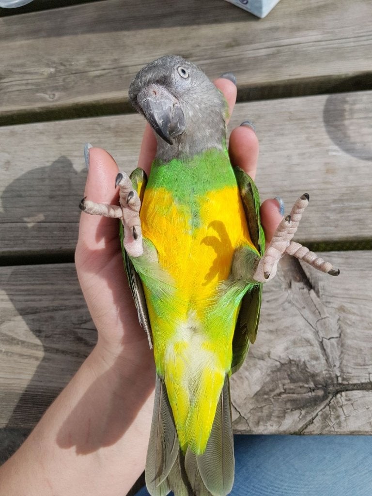 Jonge Baby Bonte boeren | Handtam | getest, Dieren en Toebehoren, Vogels | Parkieten en Papegaaien, Meerdere dieren, Papegaai
