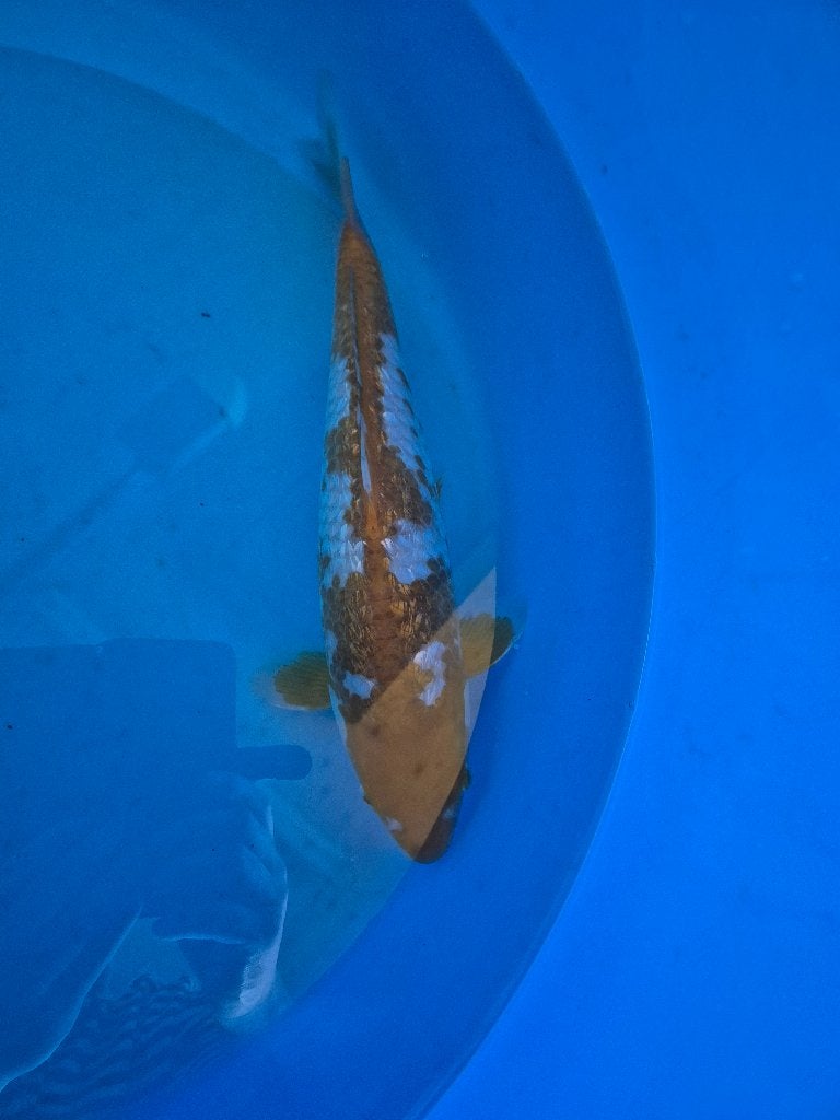 Mooie ginrin ochiba, Dieren en Toebehoren, Karper of Koi