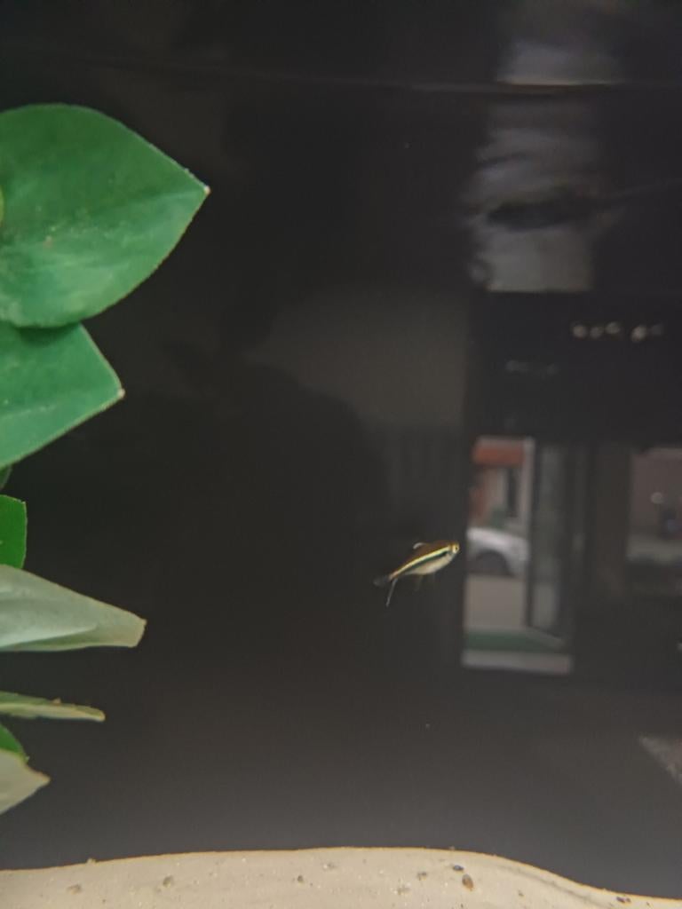 Zwarte neon tetras, Dieren en Toebehoren, Vissen | Aquariumvissen, Vis