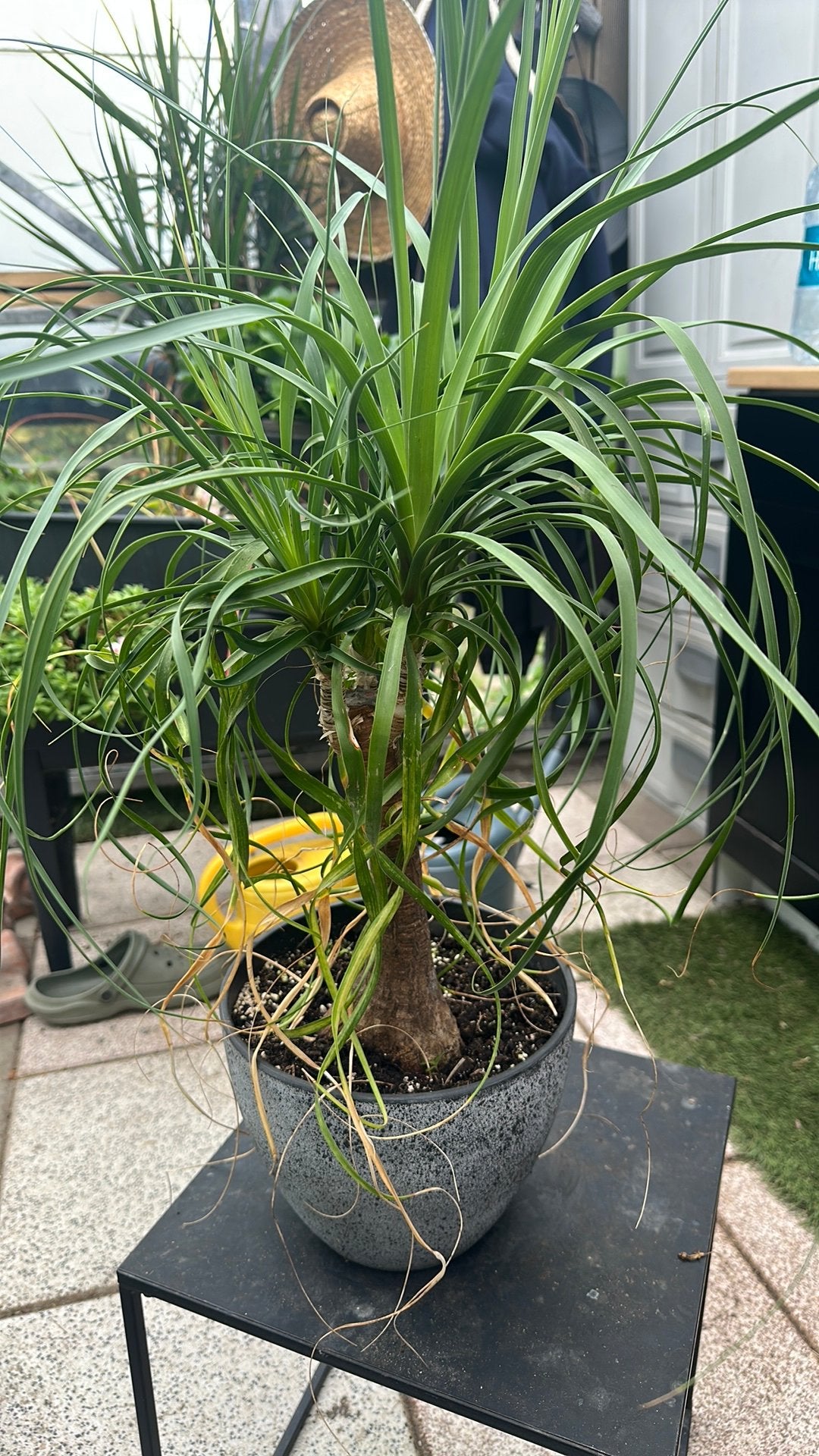 olifantspoot plant, Ophalen of Verzenden, Overige soorten, Volle zon