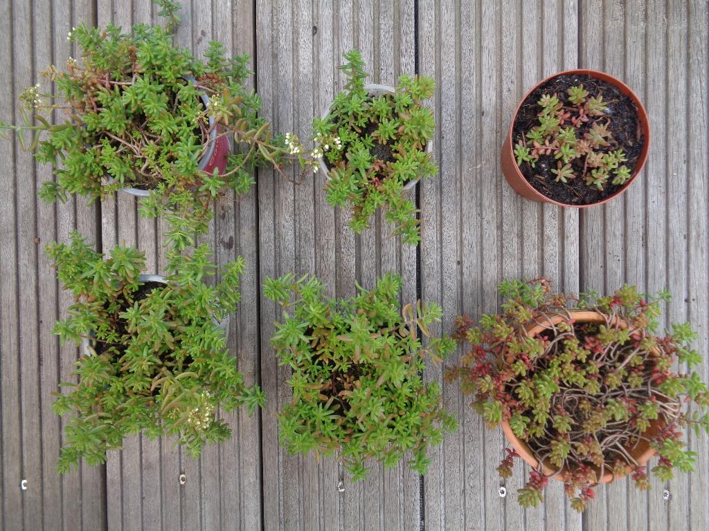 6x WIT VETKRUID SEDUM ALBUM rotsplantjes, Ophalen of Verzenden, Overige soorten, Volle zon