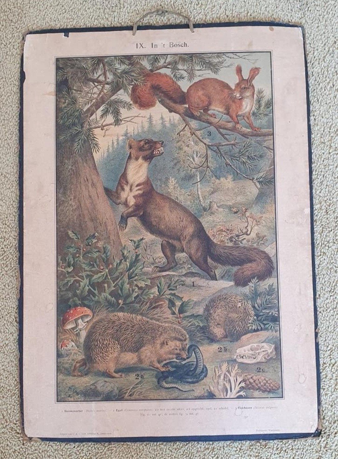 Schoolplaat IX In 't Bosch - Natuur & Biologie, Antiek en Kunst, Antiek | Schoolplaten, Ophalen