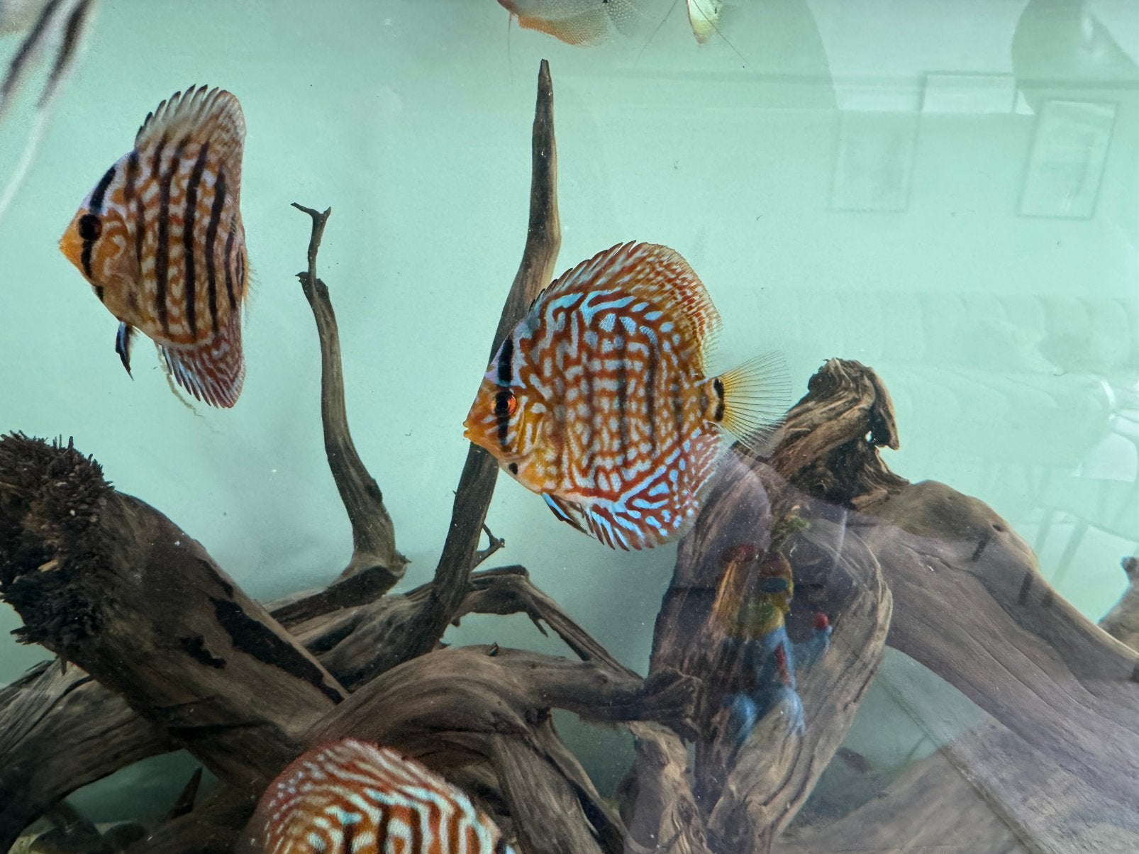Sakura Galaxy Discussen 7-10cm, Dieren en Toebehoren, Vissen | Aquariumvissen, Vis, Zoetwatervis, Schoolvis