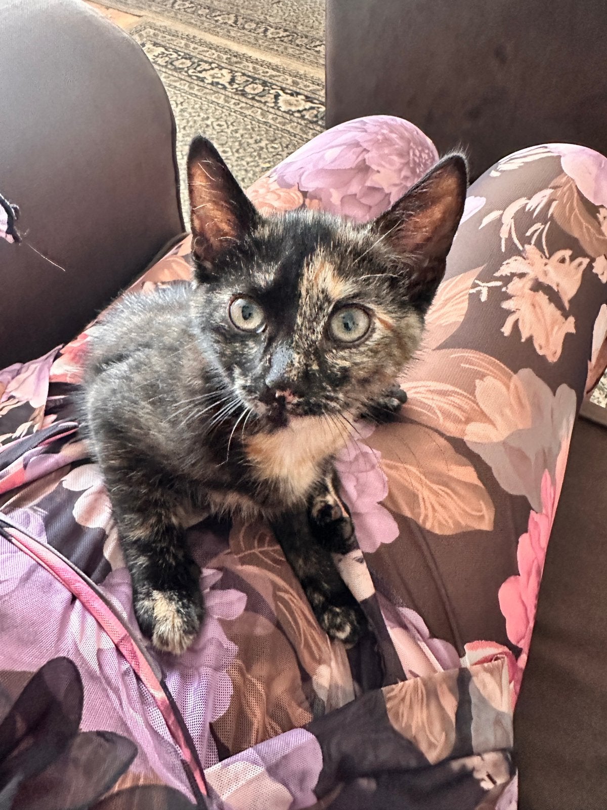 25€ Twee kittens voor adoptie, Dieren en Toebehoren