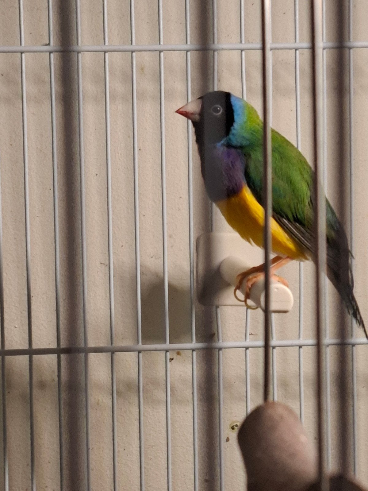 Gouldamedine blauwsplit, Dieren en Toebehoren, Vogels | Overige Vogels, Mannelijk, Geringd