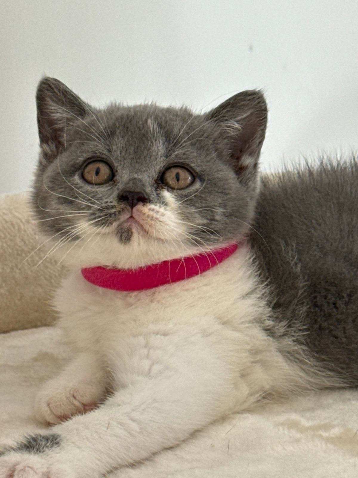 Britse korthaar kittens Bicolor met Stamboom, Poes, Kortharig