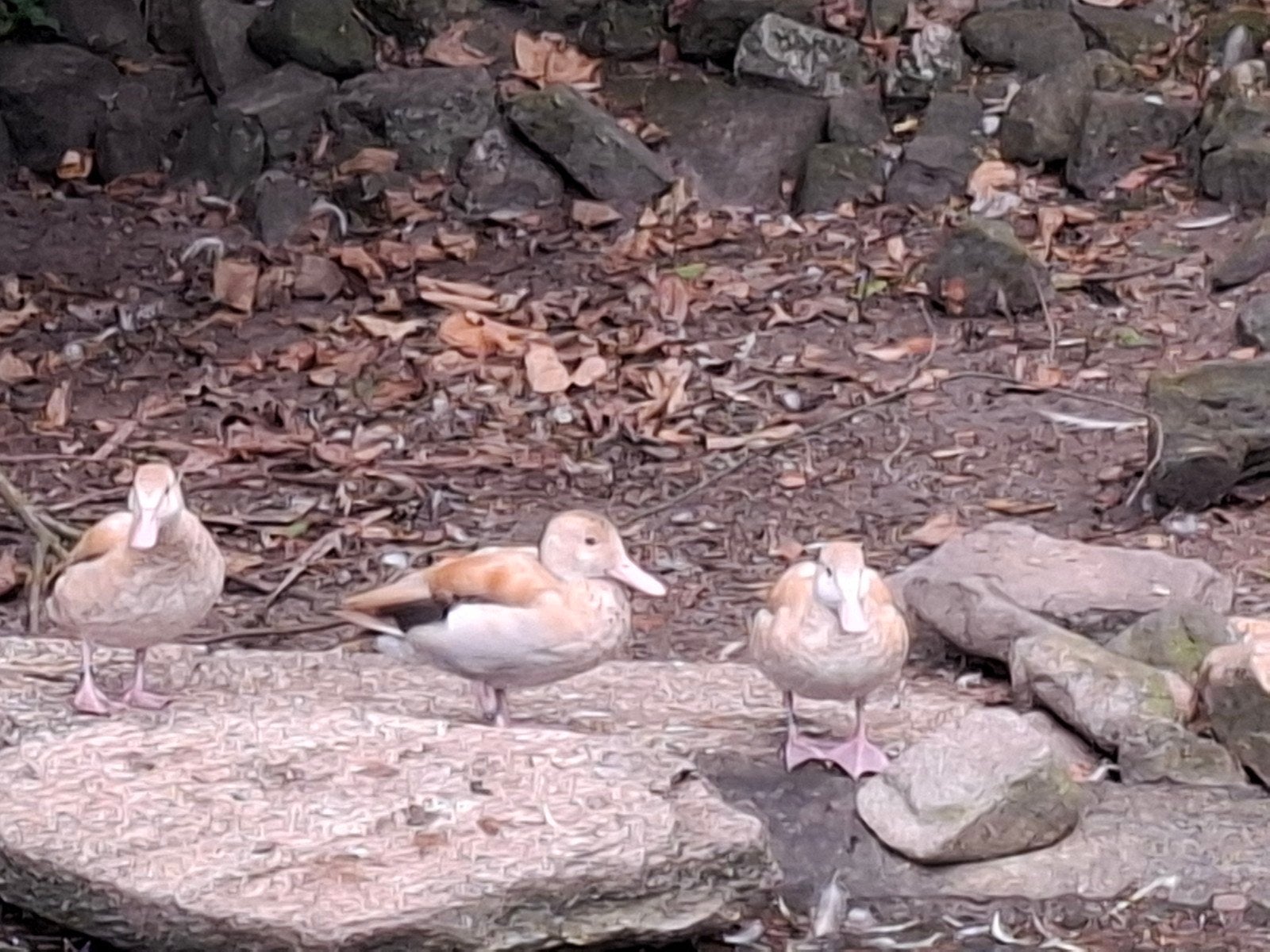 Blonde roodschoudertaling, Meerdere dieren, Geringd