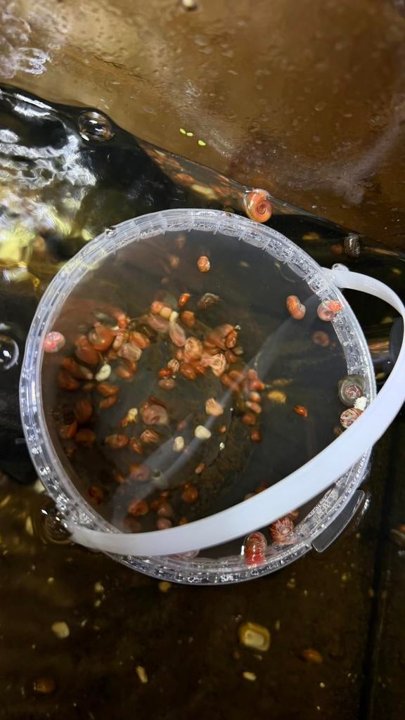 Posthoornslakken | Emmer vol, Dieren en Toebehoren