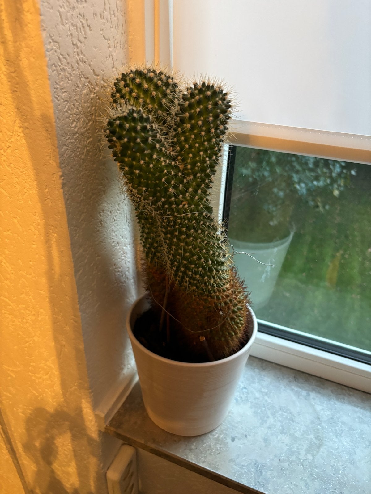 Grote cactus in pot - Ideaal voor zonnige plekken, Ophalen, Minder dan 100 cm, In pot, Cactus