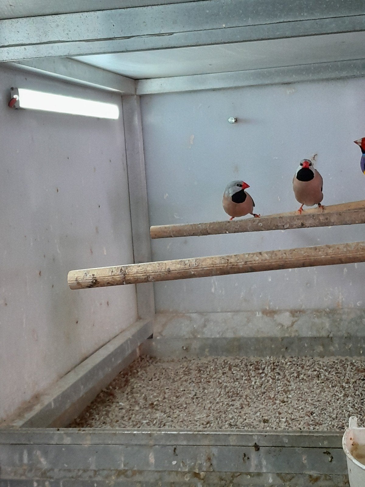 spisstaartamadine, Dieren en Toebehoren, Vogels | Overige Vogels, Meerdere dieren