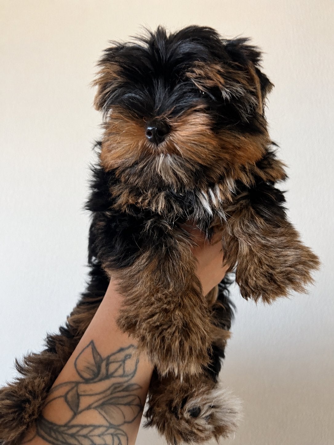 Prachtige yorkshire terrier pup te koop, Dieren en Toebehoren, Honden | Jack Russells en Terriërs, Yorkshire Terriër, Particulier