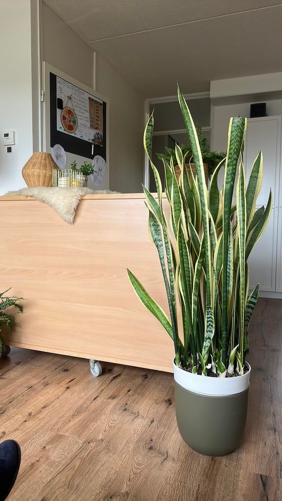 Vrouwentong met witte pot, Ophalen, Halfschaduw, Minder dan 100 cm