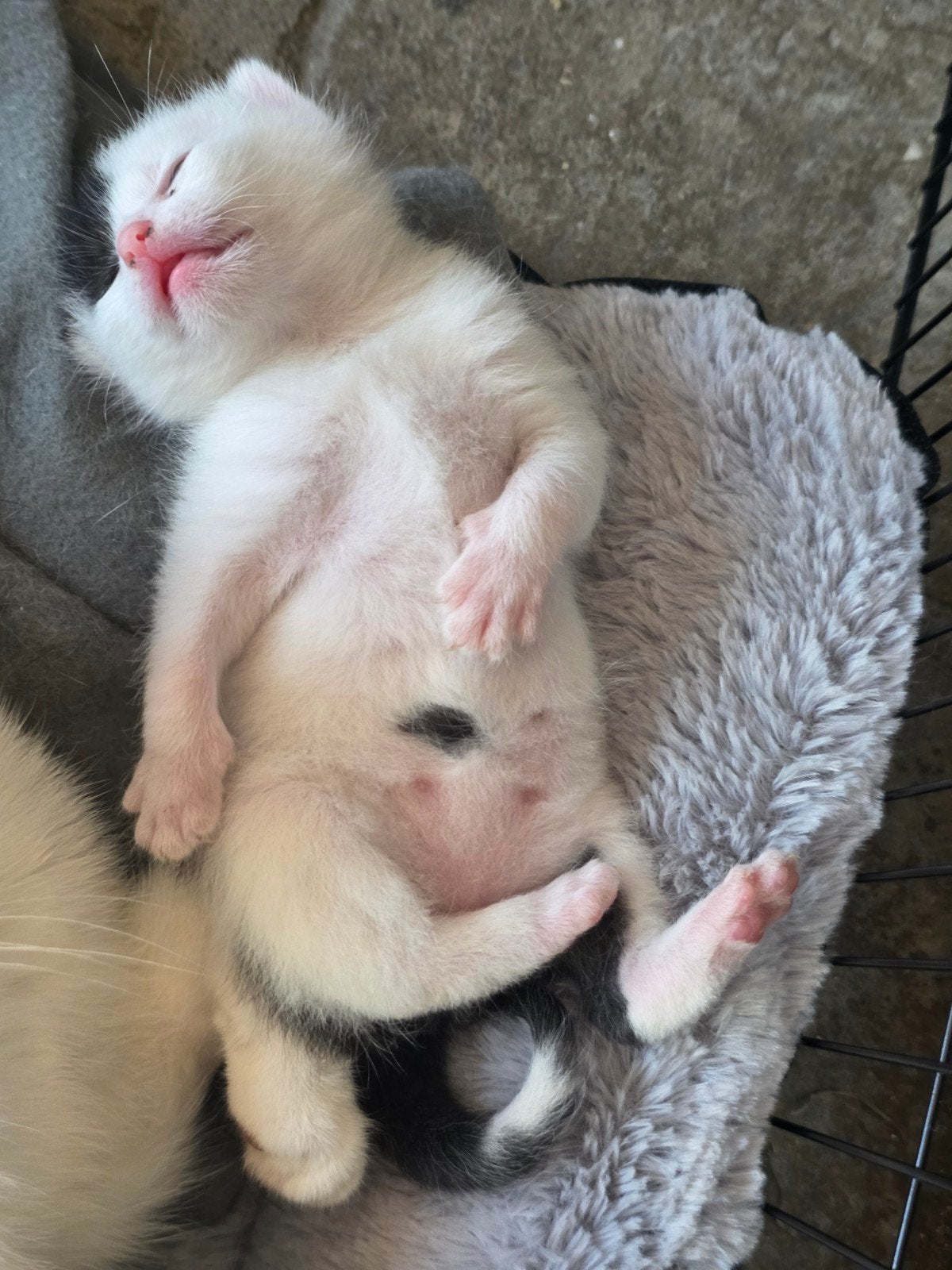 Lieve kittens zoeken een gouden mandje ️, Meerdere dieren, Kortharig, 0 tot 2 jaar