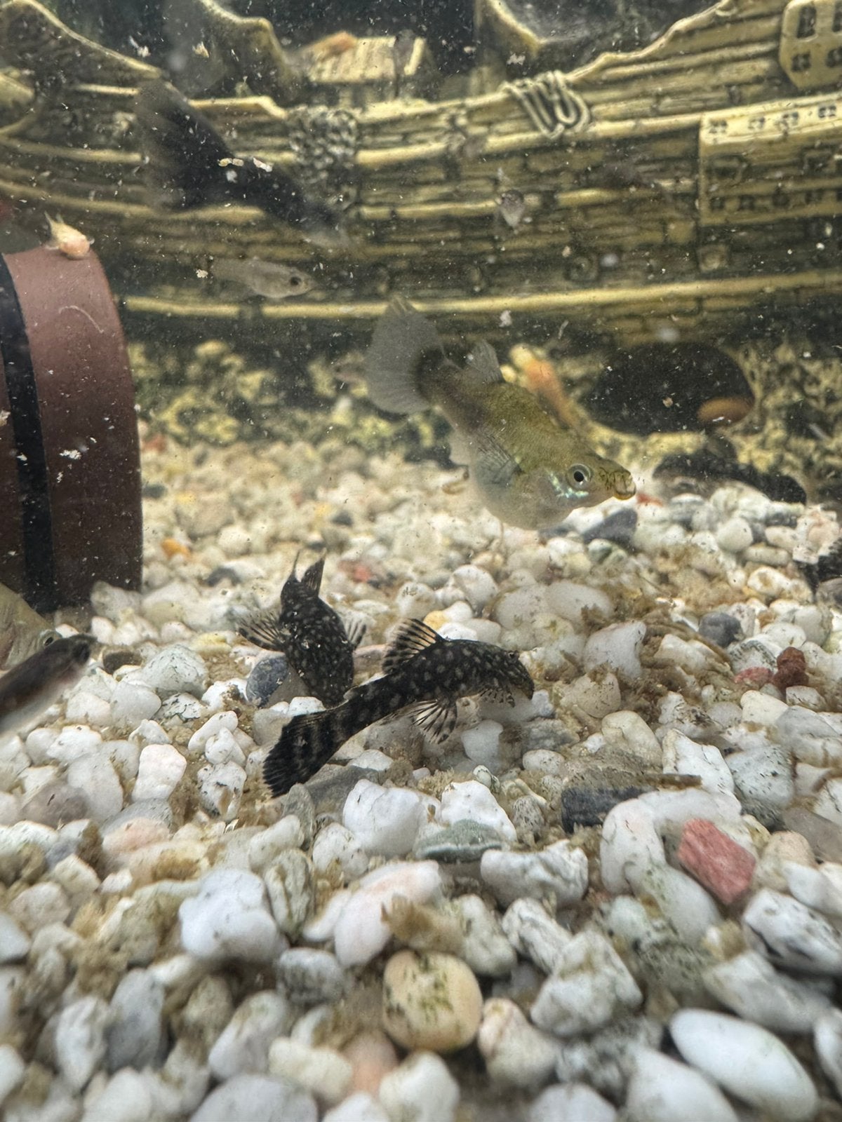 Algeneters, Dieren en Toebehoren, Vissen | Aquariumvissen, Vis