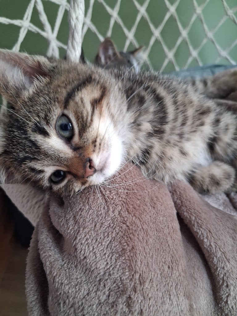Lieve kitten, Poes, Ontwormd, 0 tot 2 jaar