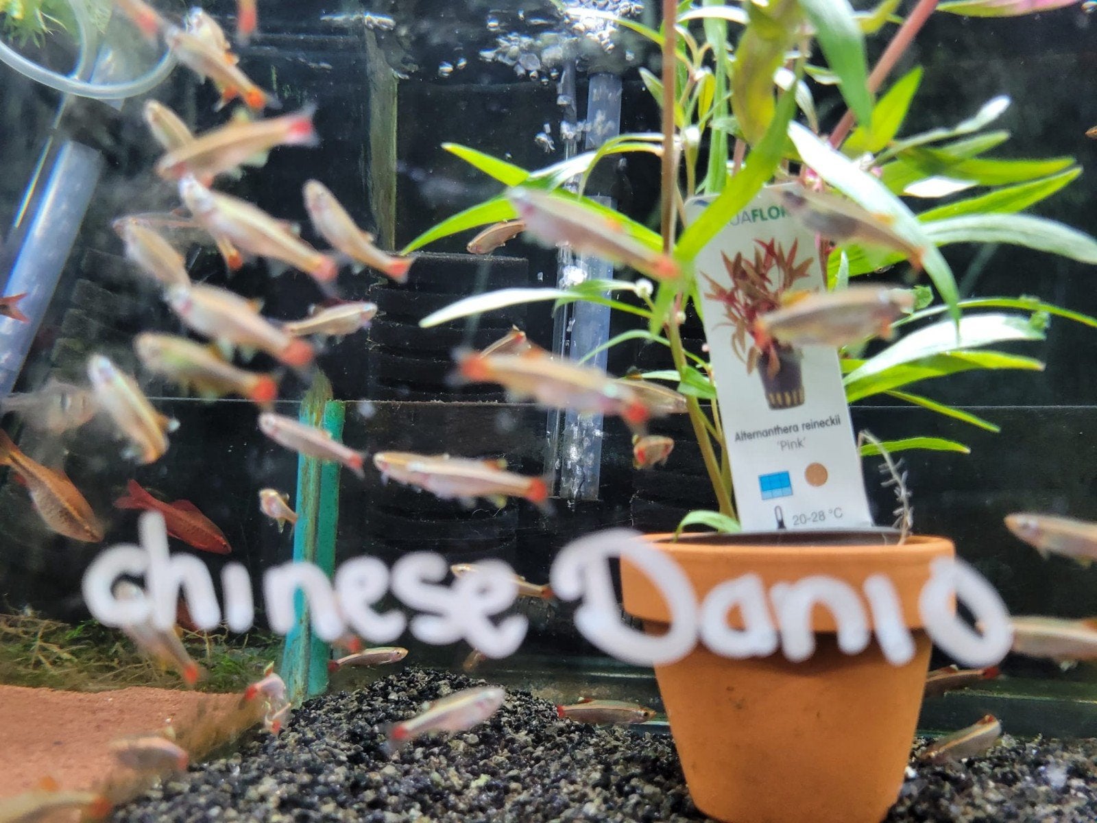 Hobbyaquarium chinese danio tanichthys albonubes, Vis, Zoetwatervis, Schoolvis