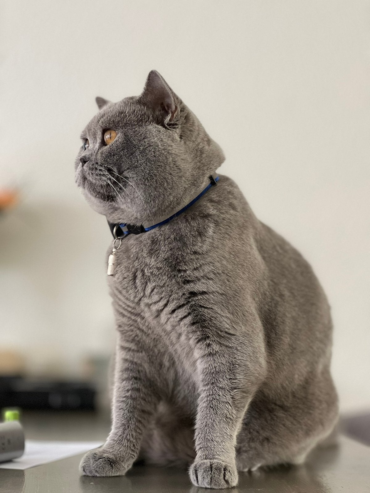 Britse Korthaar dekkater beschikbaar - Gezond en selectief, Dieren en Toebehoren, Katten en Kittens | Raskatten | Korthaar, Kater