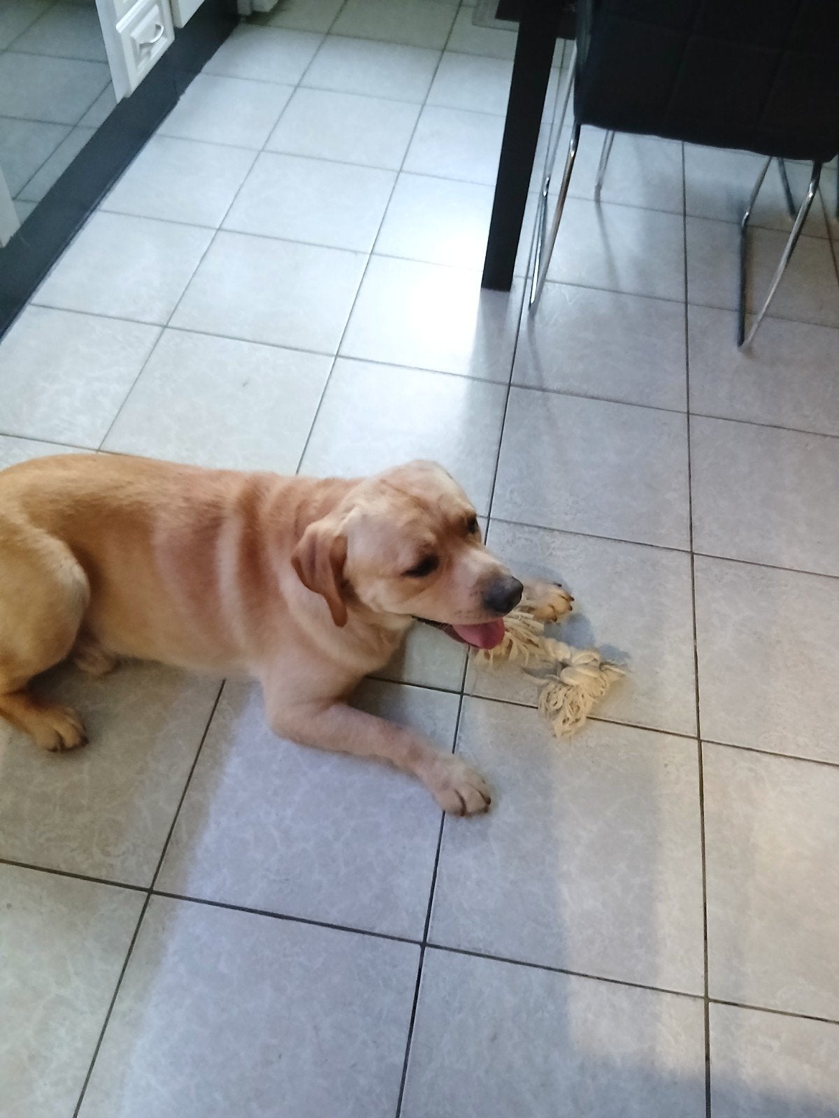 labrador/kruising reu ., Reu, 1 tot 2 jaar, Eén hond, Nederland