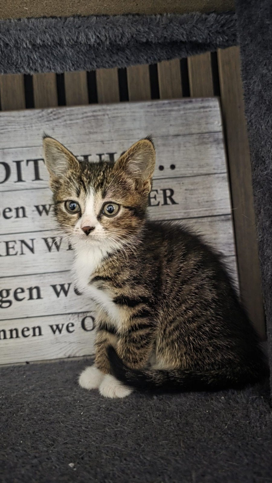 Kitten tekoop., Kater, Ontwormd, 0 tot 2 jaar