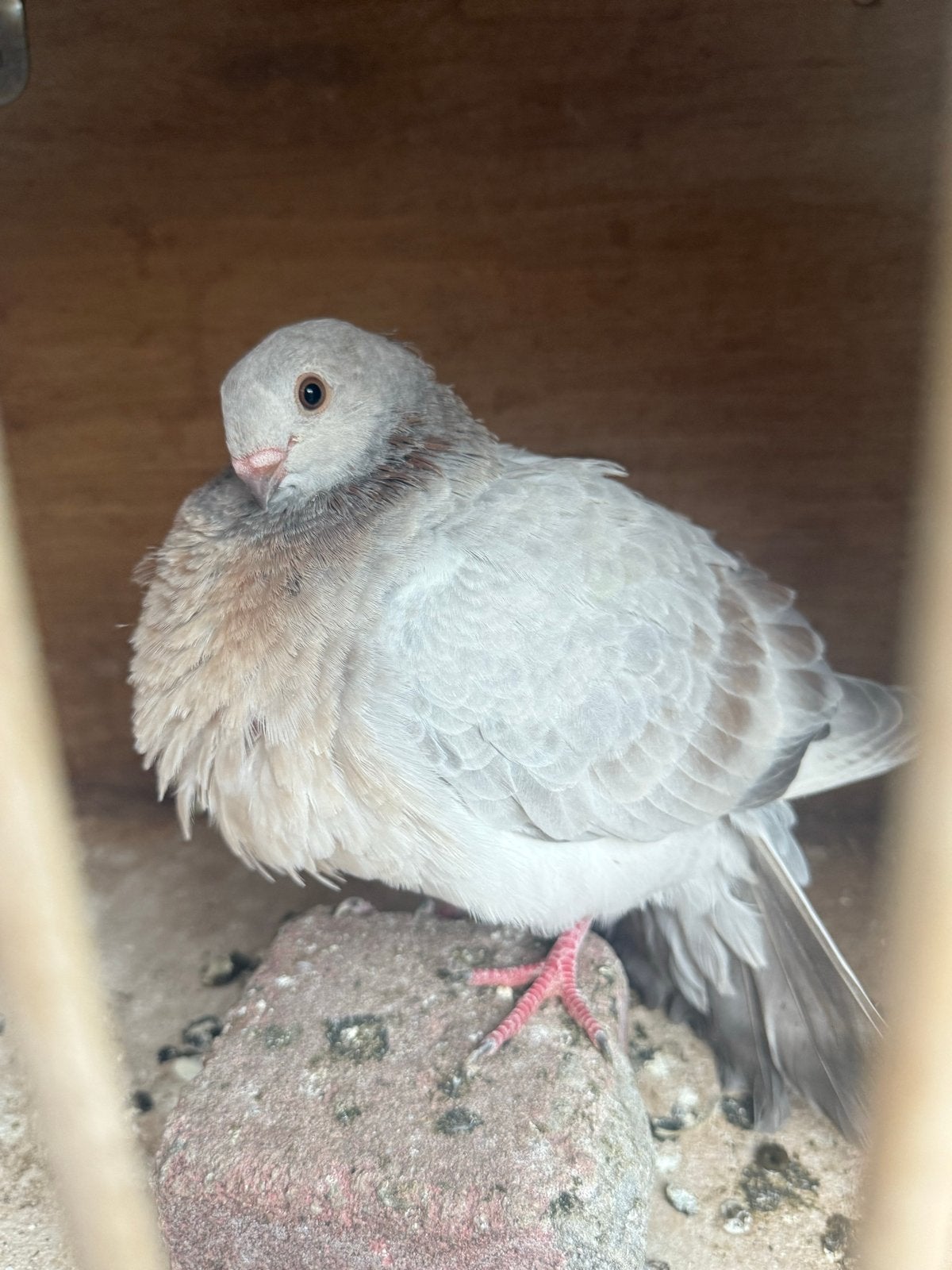 Den Haag, Meerdere dieren, Overige soorten