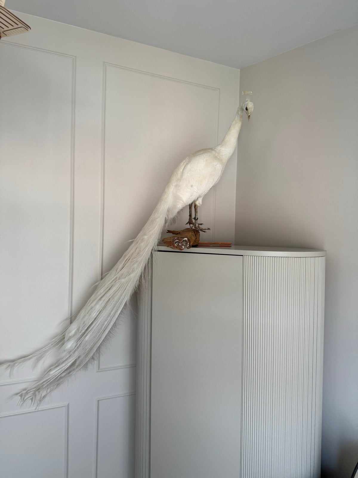 Prachtige Witte Opgezette Pauw - Taxidermie Dieren, Verzamelen, Ophalen, Zo goed als nieuw, Vogel, Opgezet dier