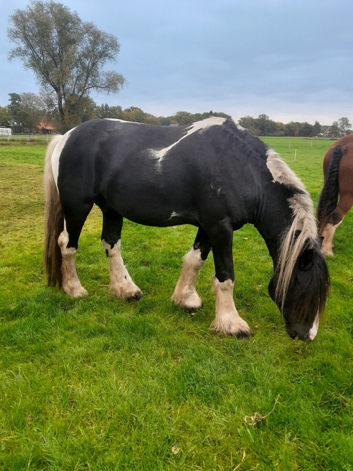 prachtige grote maat bonte tinker ruin 1,62+ 4,5 jaar, Dieren en Toebehoren, Ruin, 160 tot 165 cm, Recreatiepaard, 3 tot 6 jaar