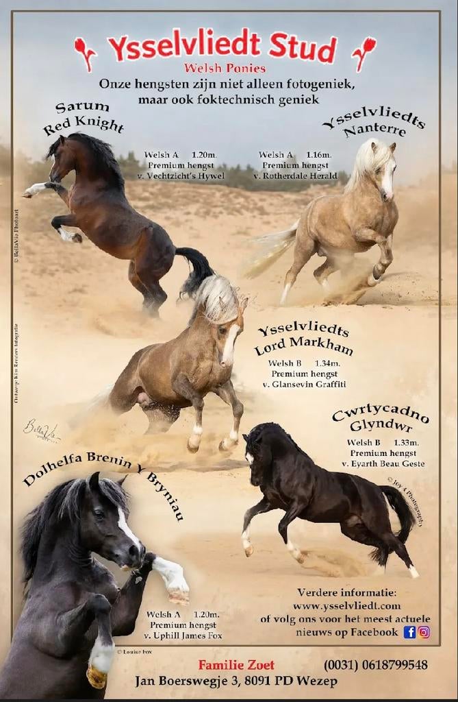 Ysselvliedt Welsh pony hengsten ter dekking, Dieren en Toebehoren, Pony's, Meerdere dieren, B pony (1.17m tot 1.27m), 3 tot 6 jaar