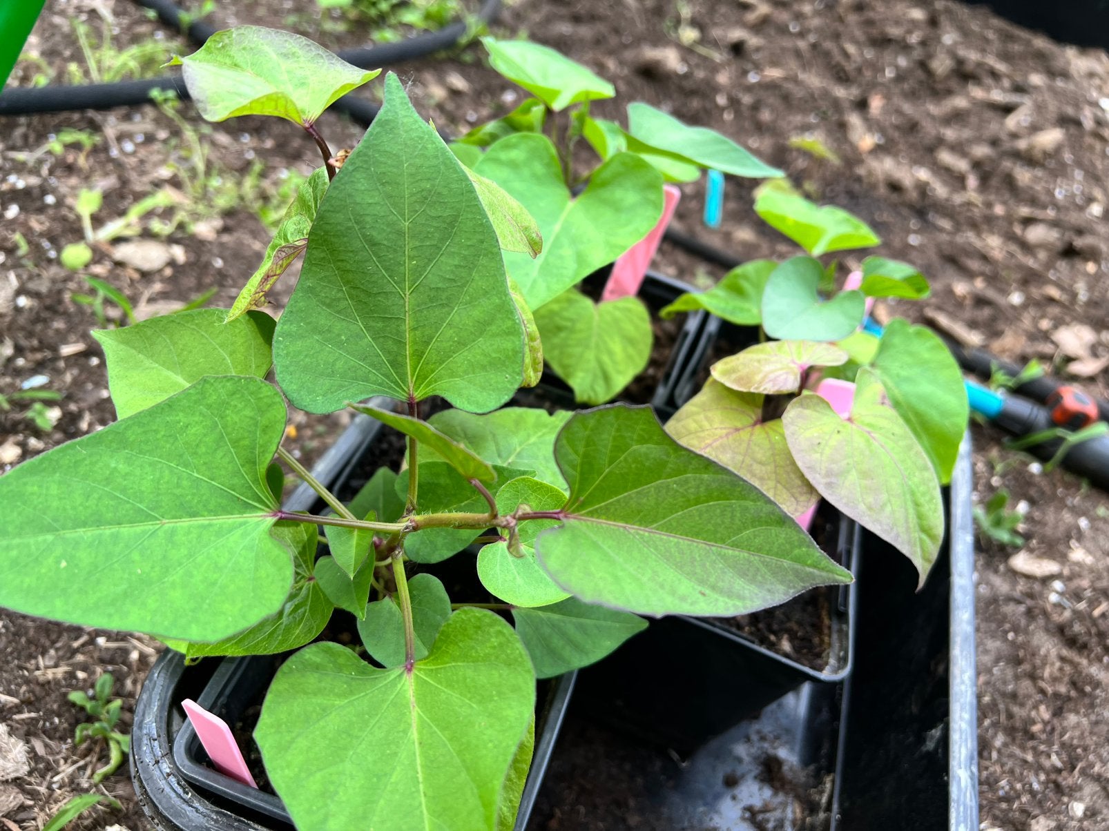 zoete aardappelplantjes, Ophalen of Verzenden, Eenjarig, Groenteplanten, Volle zon