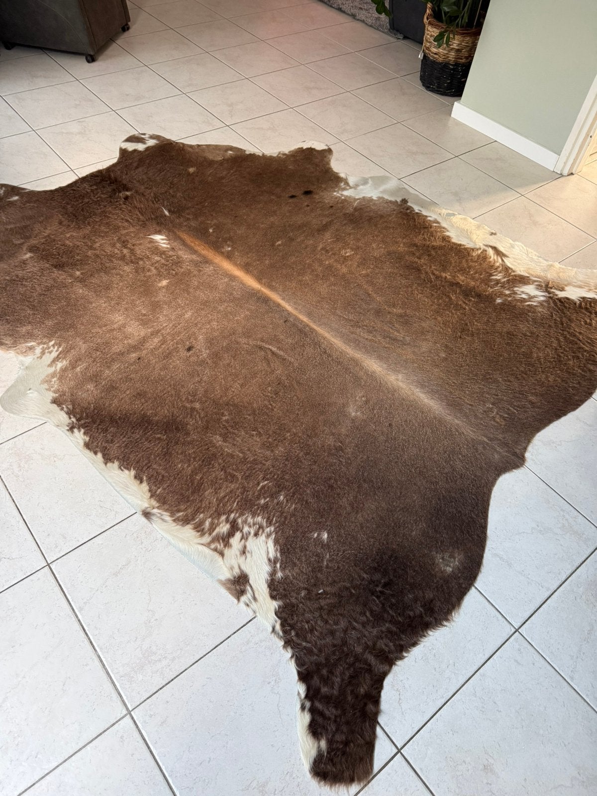 Echt Koeienvel koeienkleed, Gebruikt, 150 tot 200 cm, 200 cm of meer, Ophalen of Verzenden