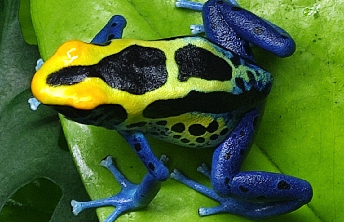 Dendrobates tinctorius cobalt, Dieren en Toebehoren, Reptielen en Amfibieën, Amfibie, 0 tot 2 jaar