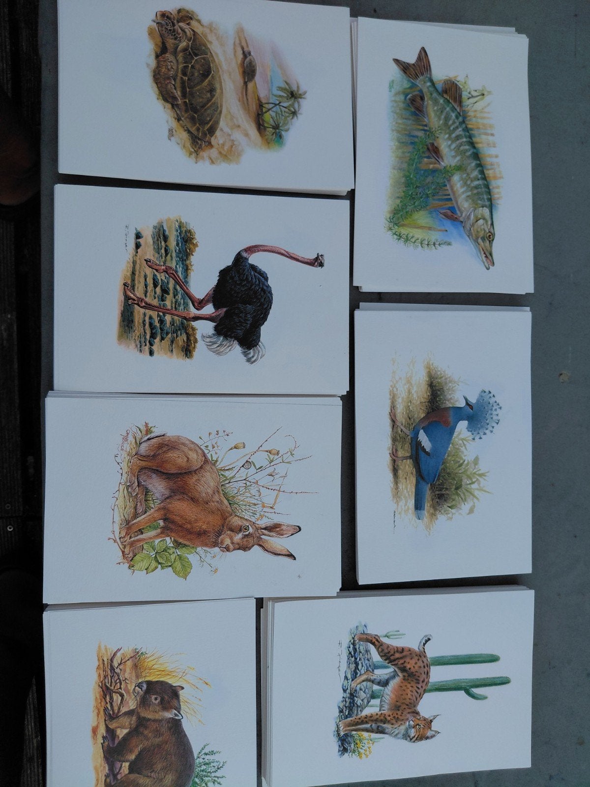 Dierenprenten, heel veel, Ophalen of Verzenden, Overige typen, Prent