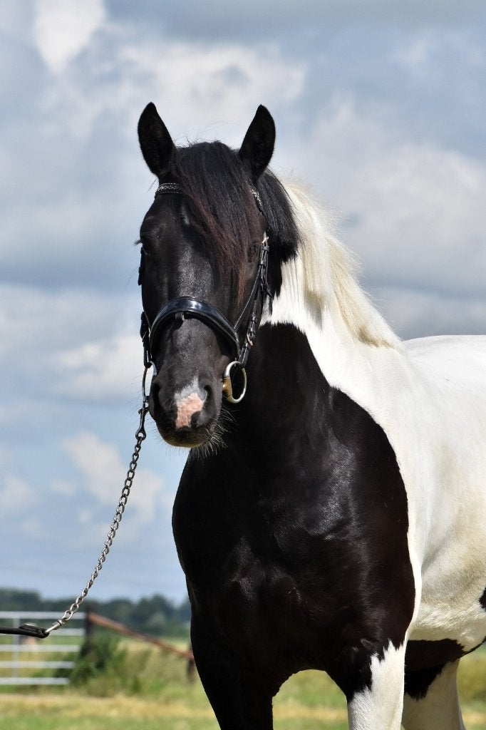 ## FAMILIE PAARD!!: Betrouwbaar, nuchter en top braaf ##, Ruin, 3 tot 6 jaar, Gechipt, 160 tot 165 cm