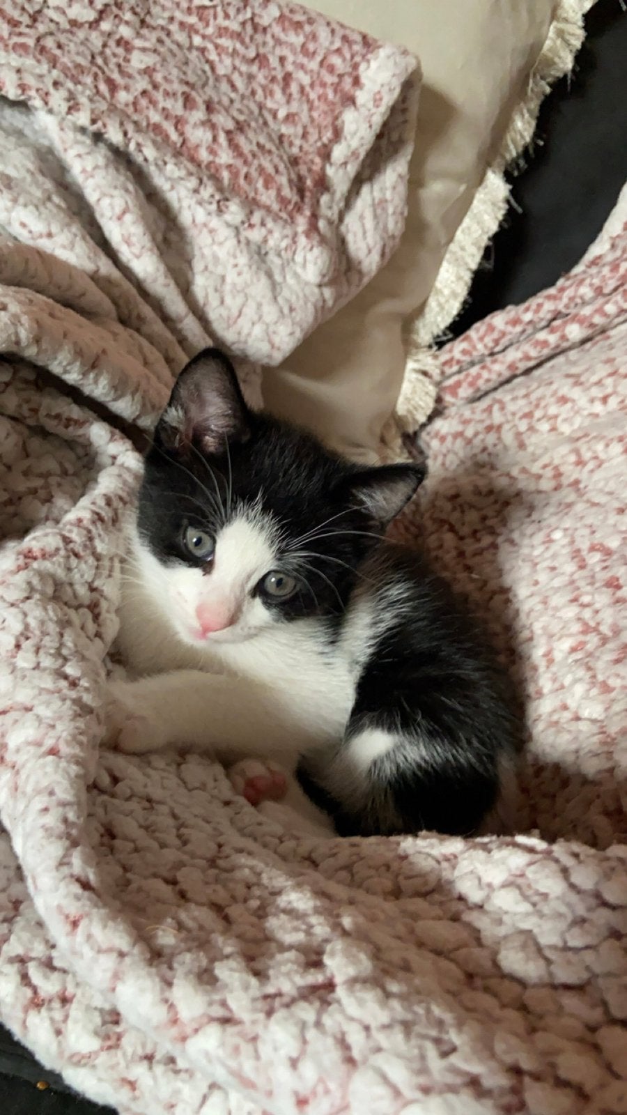 Super lieve zwart met witte kitten geboren op 18 juli., Dieren en Toebehoren, Geslacht onbekend, Kortharig