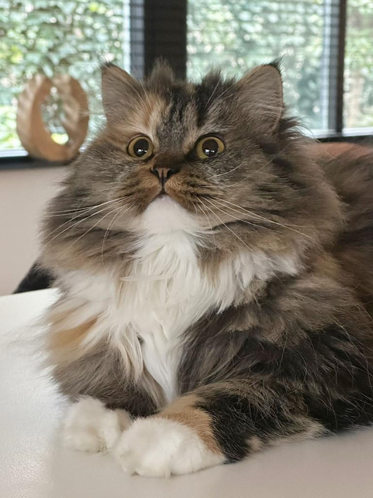 Main Coon poes, Poes