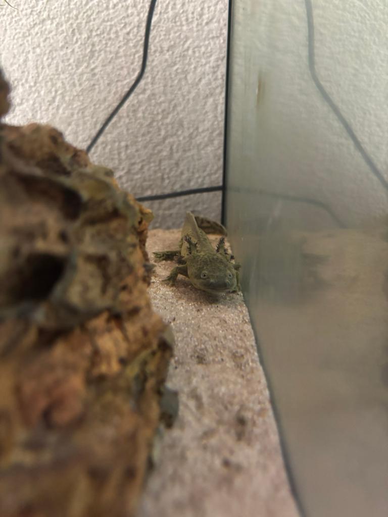Wildkleur axolotl’s, Dieren en Toebehoren, Amfibie, 0 tot 2 jaar