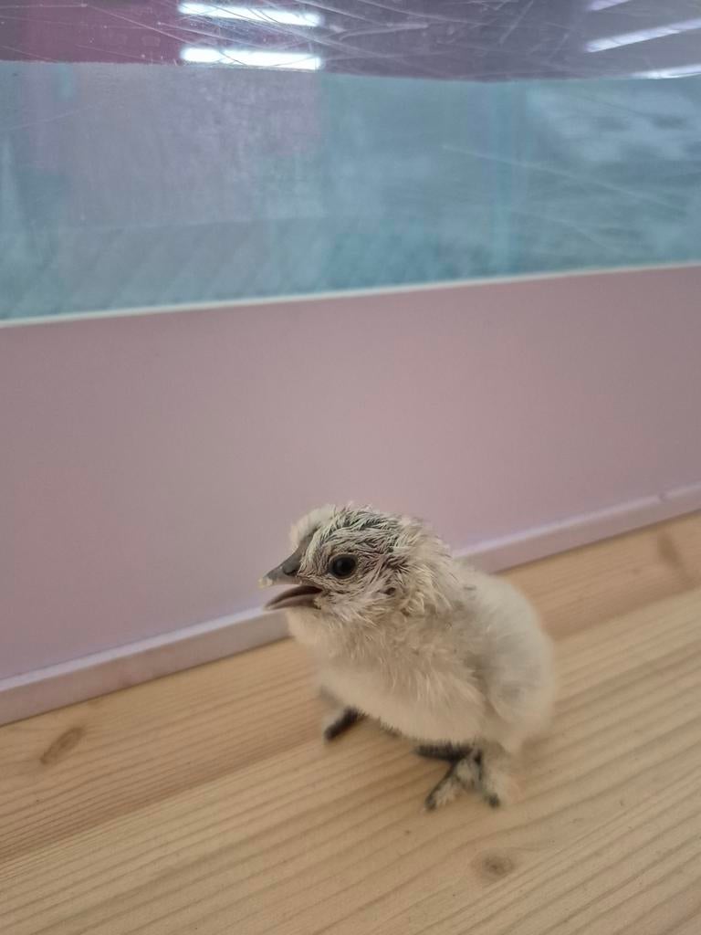 Zijdehoen kriel kuikens, Dieren en Toebehoren, Pluimvee, Geslacht onbekend, Kip